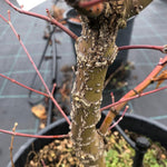 Acer palmatum Arakawa vaso 24 cm.