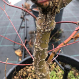 Acer palmatum Arakawa vaso 24 cm.