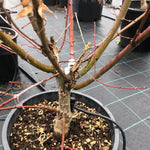 Acer palmatum Arakawa vaso 24 cm.