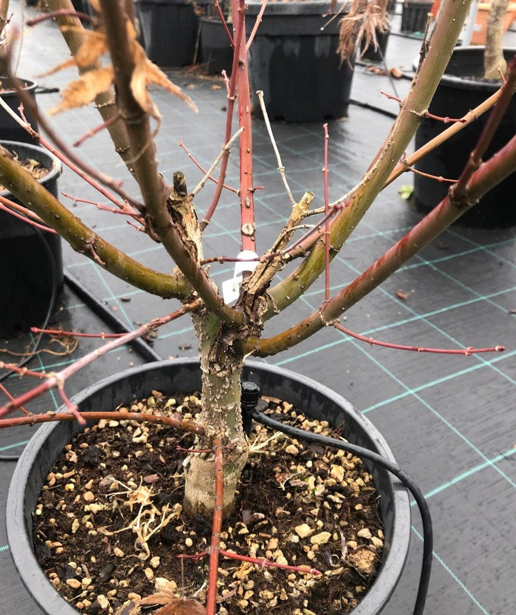 Acer palmatum Arakawa vaso 24 cm.