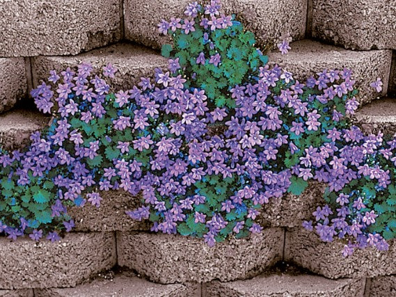 Campanula portenschlagiana Resholt v. 9