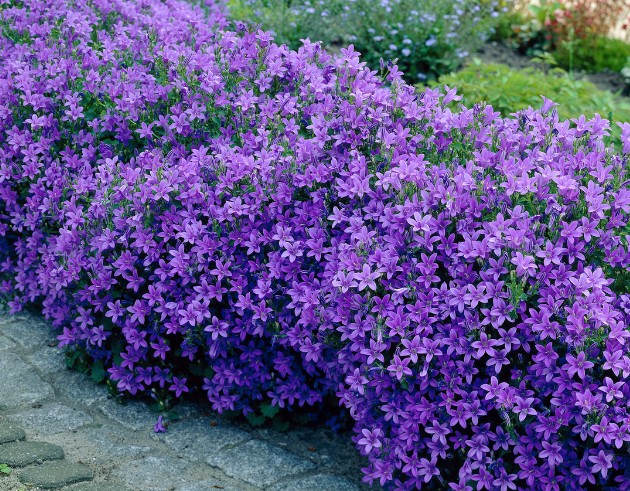 Campanula portenschlagiana Resholt v. 9