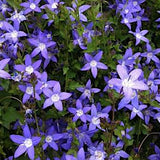 Campanula Poscharskyana  vaso 9