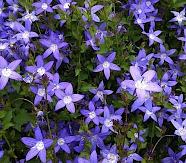 Campanula Poscharskyana  vaso 9