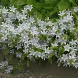 Campanula Poscharskyana E. H. Frost   vaso 9