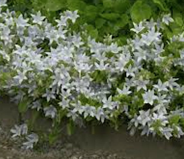 Campanula Poscharskyana E. H. Frost   vaso 9
