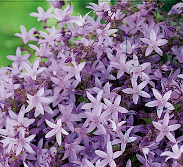Campanula pontenschlagiana Lisduggan Var. v. 9