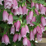 Campanula Punctata rubriflora v. 9
