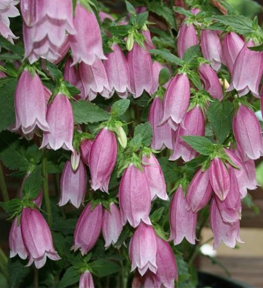 Campanula Punctata rubriflora v. 9