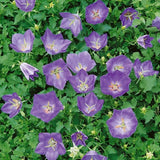 Campanula Turbinata Karl Foester. v.9