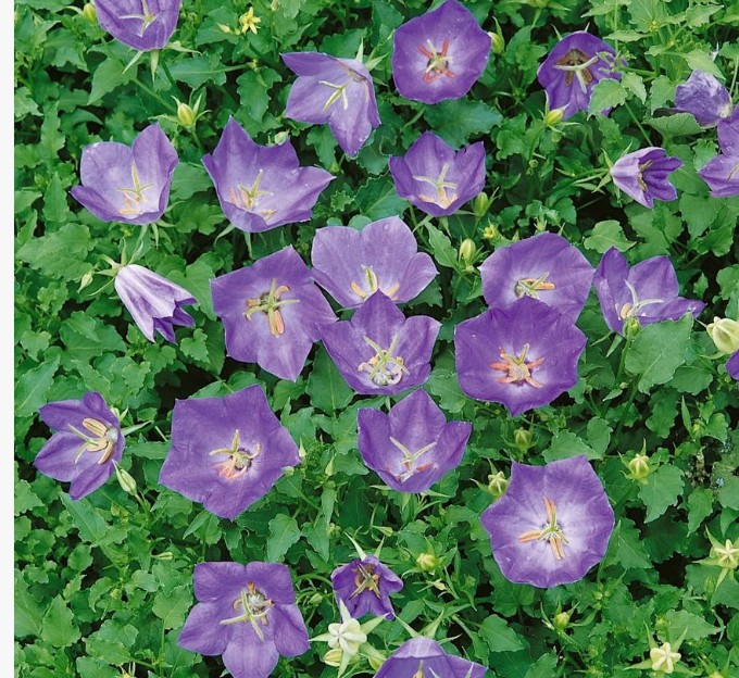 Campanula Turbinata Karl Foester. v.9