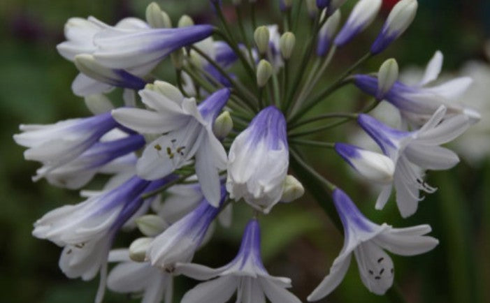 Agapanthus Enigma   V. 9