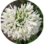 Agapanthus africanus 'Albus' vaso 9 cm