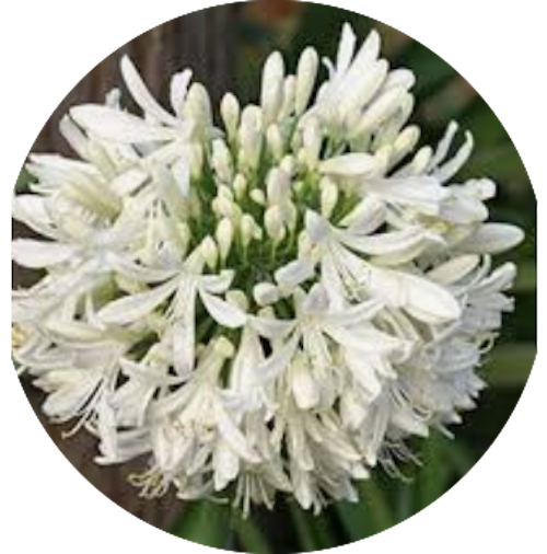 Agapanthus africanus 'Albus' vaso 9 cm