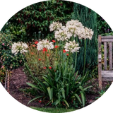 Agapanthus africanus 'Albus' vaso 9 cm