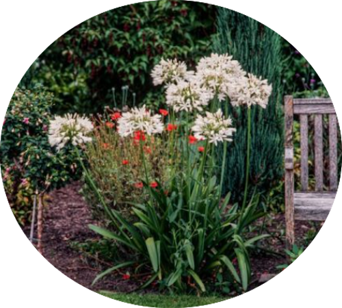 Agapanthus africanus 'Albus' vaso 9 cm