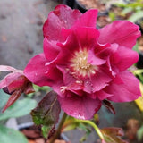 Helleborus or. 'Double Ellen red  v. 9