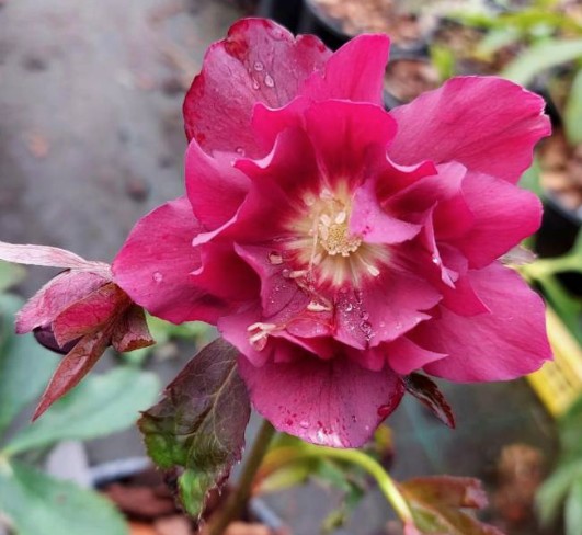 Helleborus or. 'Double Ellen red  v. 9