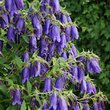 Campanula Sarastro v.9