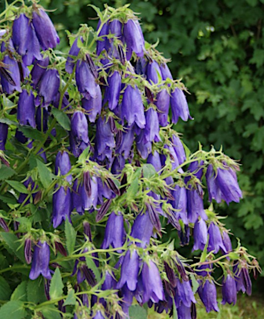 Campanula Sarastro v.9