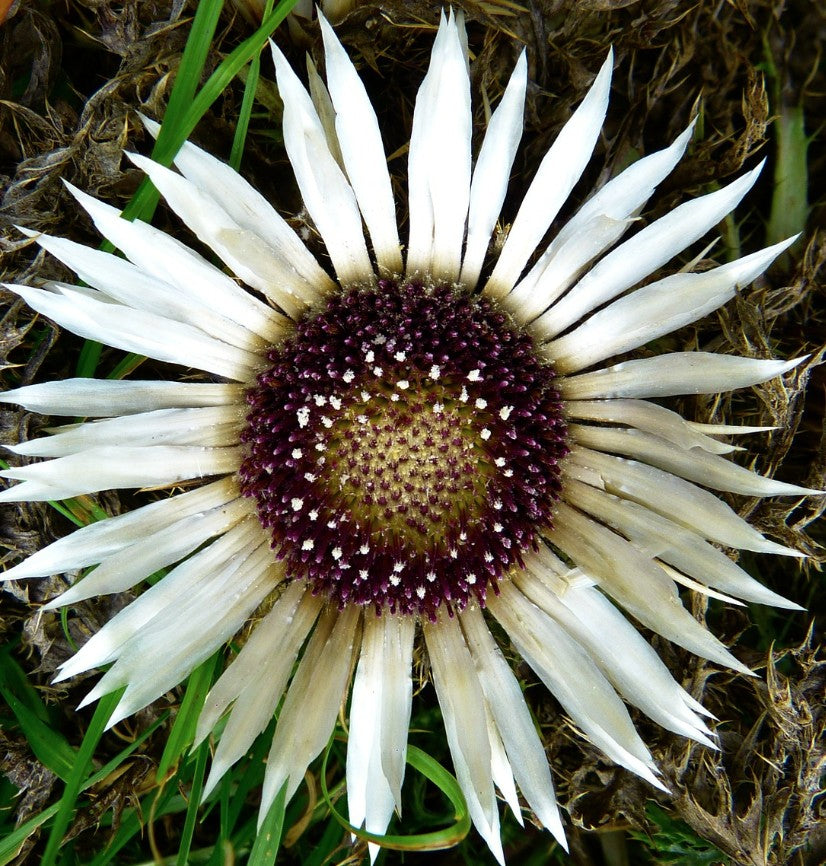 Carlina Acaulis v.9