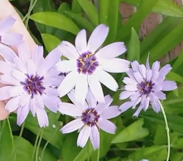Catananche Caerulea v. 9