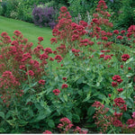 Centranthus Ruber Coccineus   vaso 9
