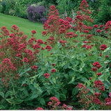 Centranthus Ruber Coccineus   vaso 9