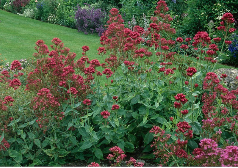 Centranthus Ruber Coccineus   vaso 9