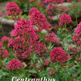 Centranthus Ruber Coccineus   vaso 9