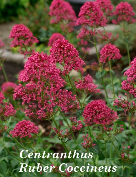 Centranthus Ruber Coccineus   vaso 9