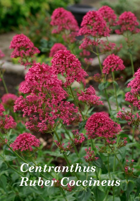 Centranthus Ruber Coccineus   vaso 9