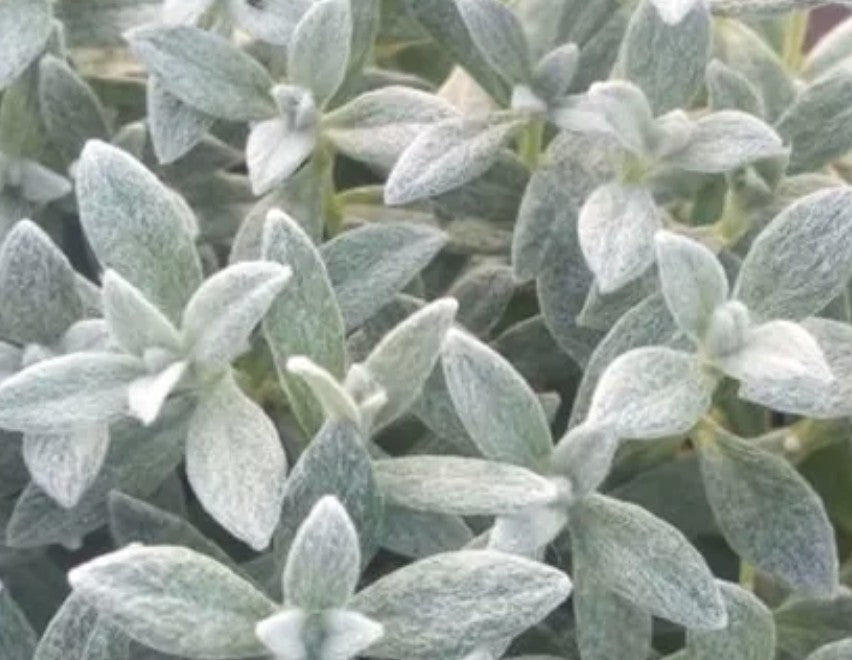 Cerastium Tomentosum Silberteppich v.9