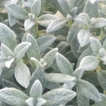Cerastium Tomentosum Silberteppich v.9