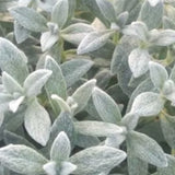 Cerastium Tomentosum Silberteppich v.9