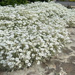 Cerastium Tomentosum Silberteppich v.9