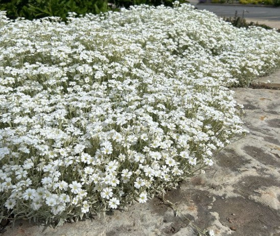 Cerastium Tomentosum Silberteppich v.9
