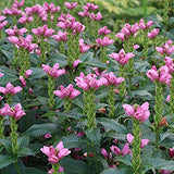 chelone  lyonii 'hot lips' v.9