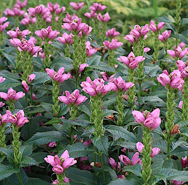 chelone  lyonii 'hot lips' v.9