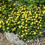 Chrysogonum virginianum v.9