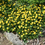 Chrysogonum virginianum v.9