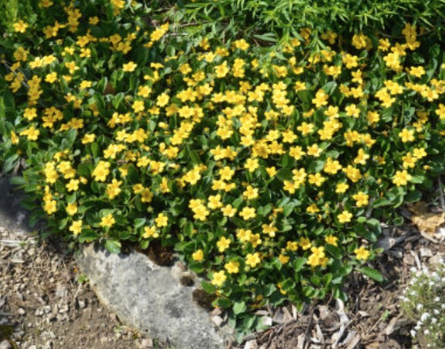 Chrysogonum virginianum v.9