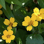 Chrysogonum virginianum v.9