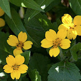 Chrysogonum virginianum v.9
