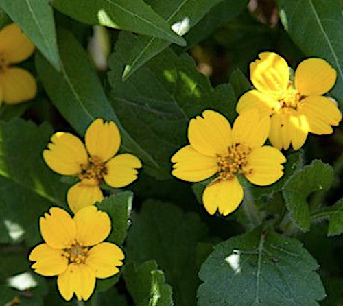 Chrysogonum virginianum v.9