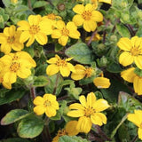 Chrysogonum virginianum Andre Viette v.9