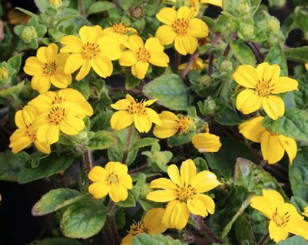 Chrysogonum virginianum Andre Viette v.9
