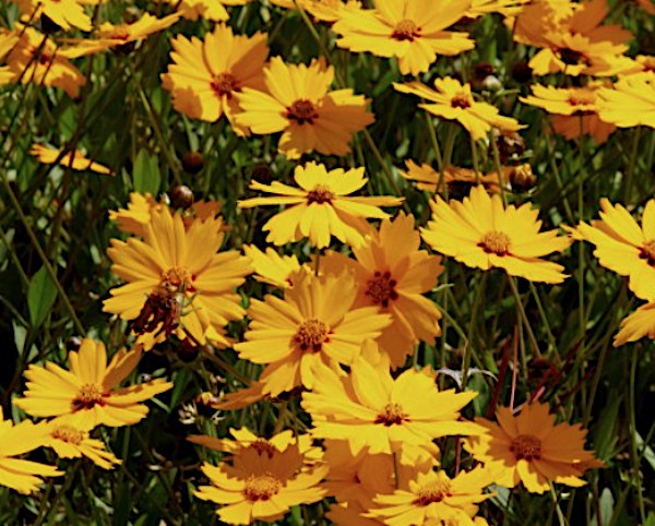 Coreopsis Grandiflora Christchurch v. 9