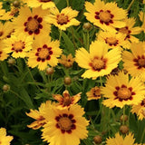 Coreopsis Grandiflora Sonnenkind v. 9