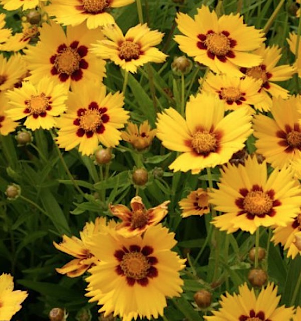 Coreopsis Grandiflora Sonnenkind v. 9
